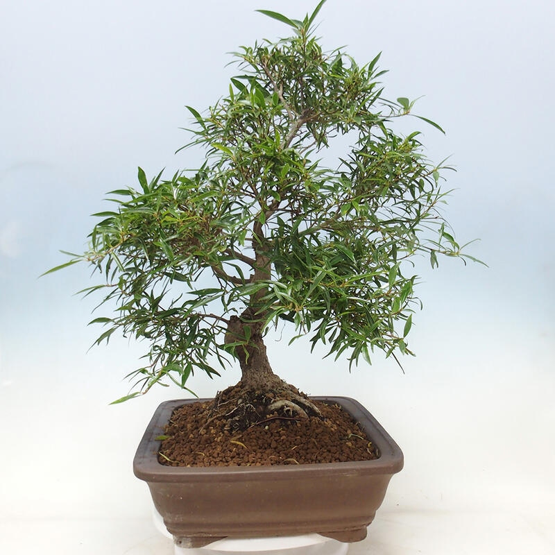 Pokojová bonsai - Ficus nerifolia -  malolistý fíkus