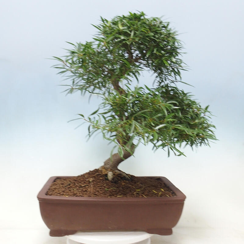 Pokojová bonsai - Ficus nerifolia -  malolistý fíkus