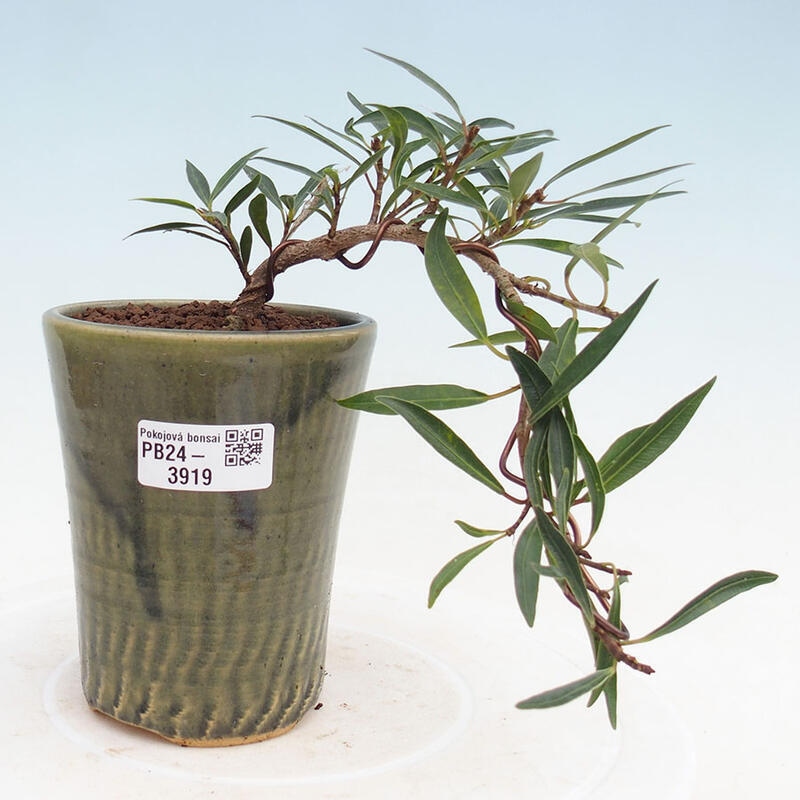 Pokojová bonsai - Ficus nerifolia -  malolistý fíkus