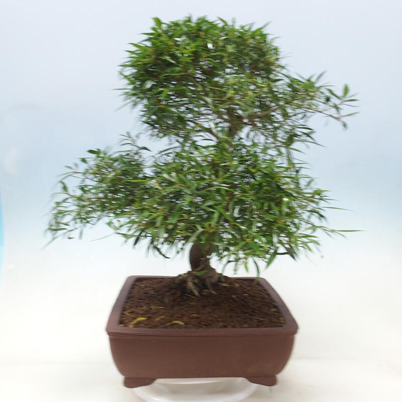 Pokojová bonsai - Ficus nerifolia -  malolistý fíkus