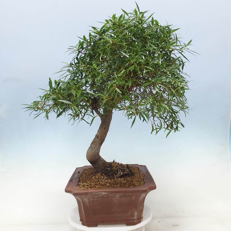 Pokojová bonsai - Ficus nerifolia -  malolistý fíkus