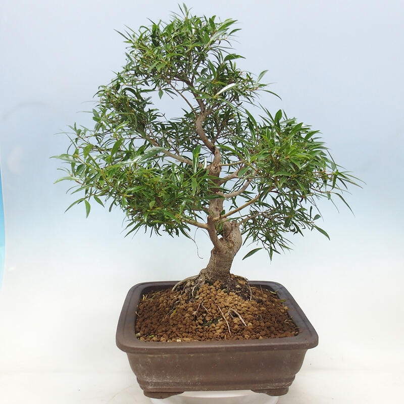 Pokojová bonsai - Ficus nerifolia -  malolistý fíkus