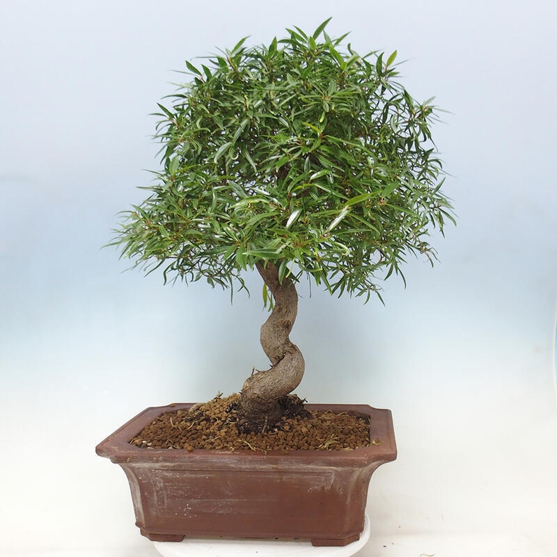 Pokojová bonsai - Ficus nerifolia -  malolistý fíkus