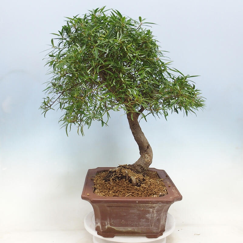 Pokojová bonsai - Ficus nerifolia -  malolistý fíkus