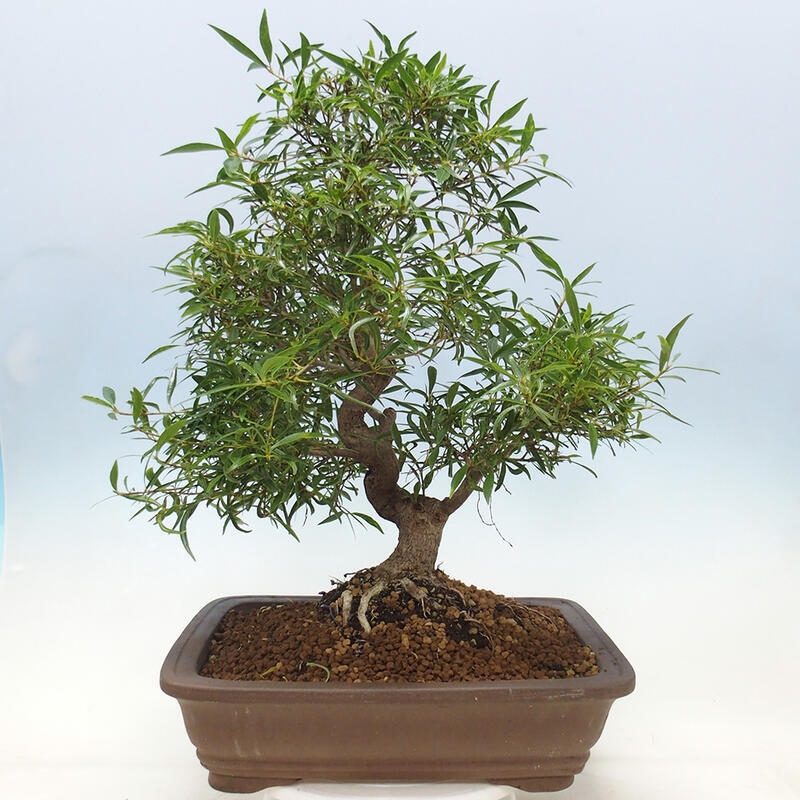 Pokojová bonsai - Ficus nerifolia -  malolistý fíkus