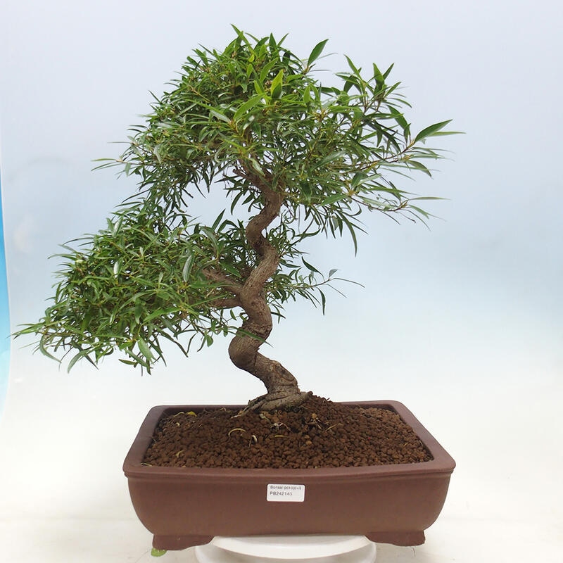 Pokojová bonsai - Ficus nerifolia -  malolistý fíkus