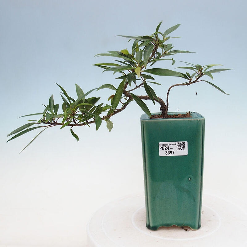 Pokojová bonsai - Ficus nerifolia -  malolistý fíkus