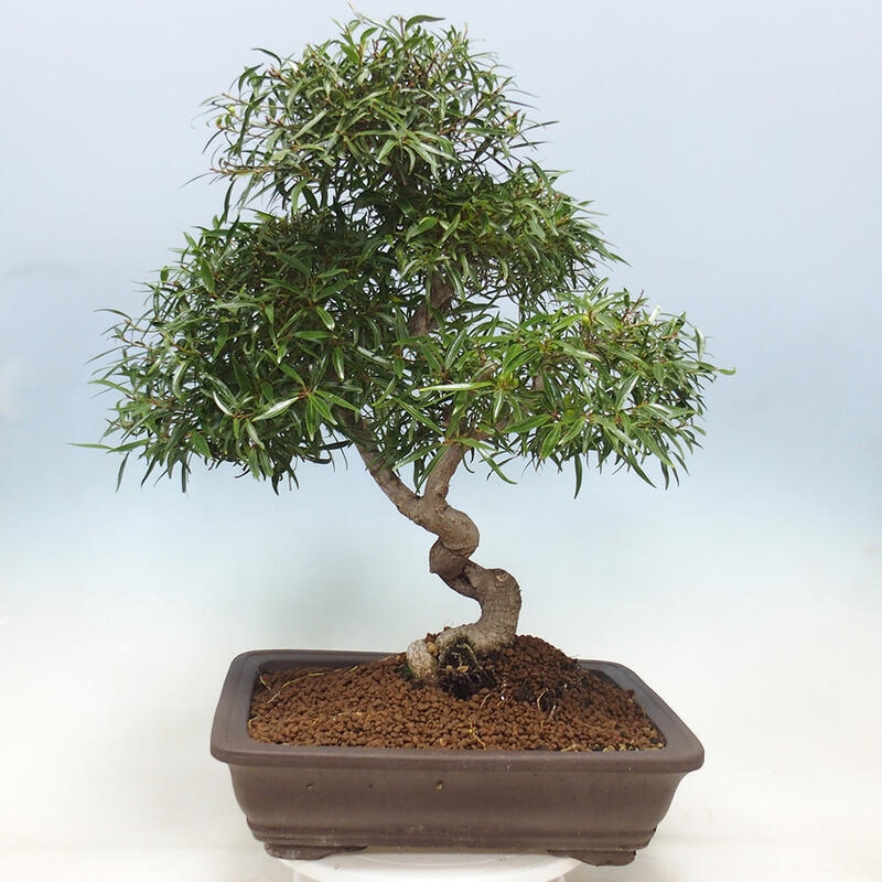 Pokojová bonsai - Ficus nerifolia -  malolistý fíkus