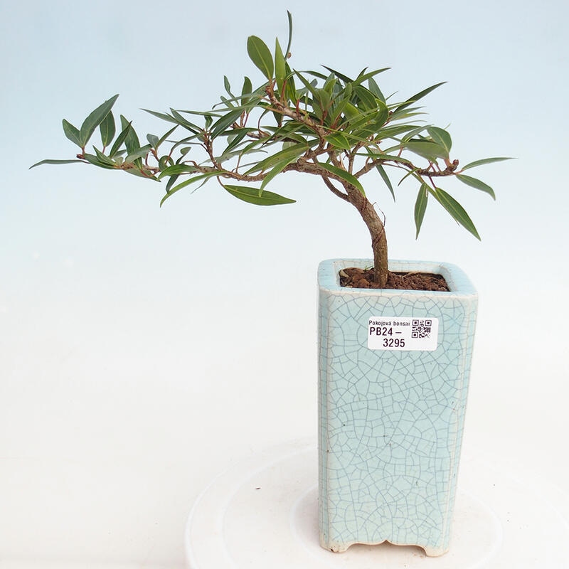 Pokojová bonsai - Ficus nerifolia -  malolistý fíkus