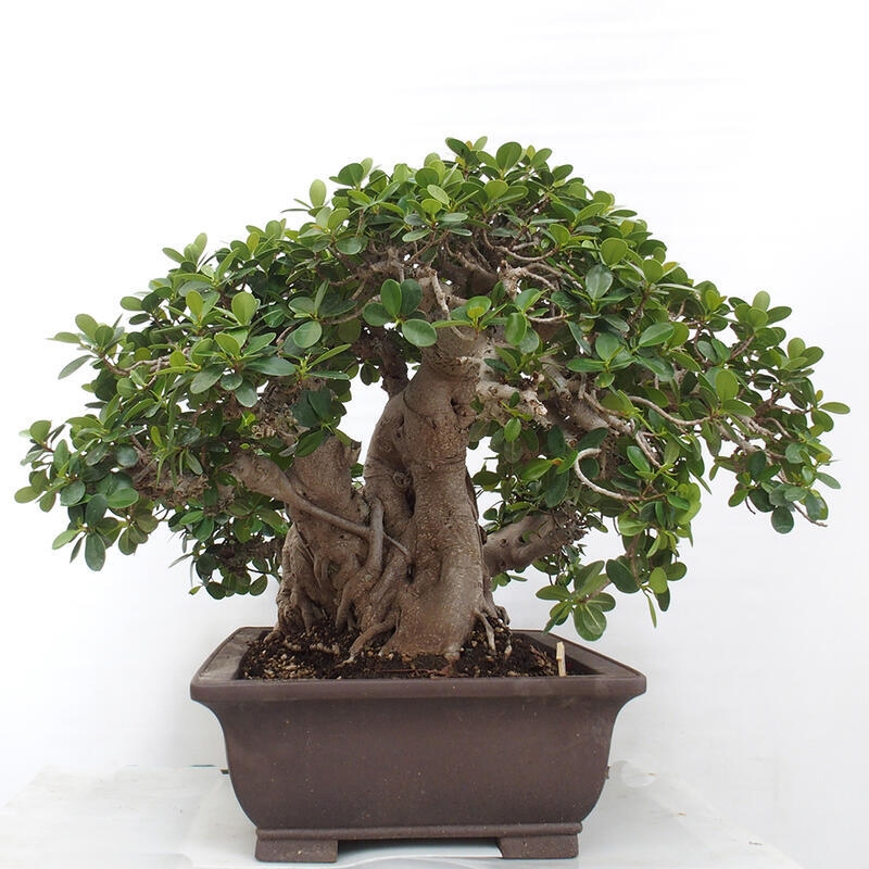 Pokojová bonsai - Ficus Panda -  malolistý fíkus