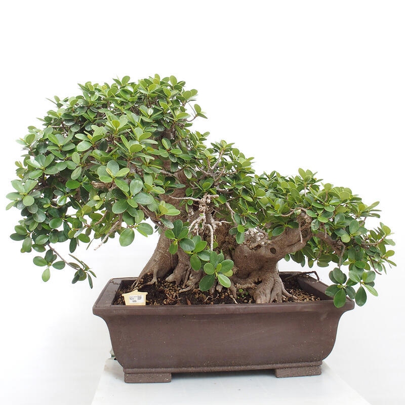 Pokojová bonsai - Ficus Panda -  malolistý fíkus