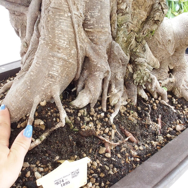 Pokojová bonsai - Ficus Panda -  malolistý fíkus