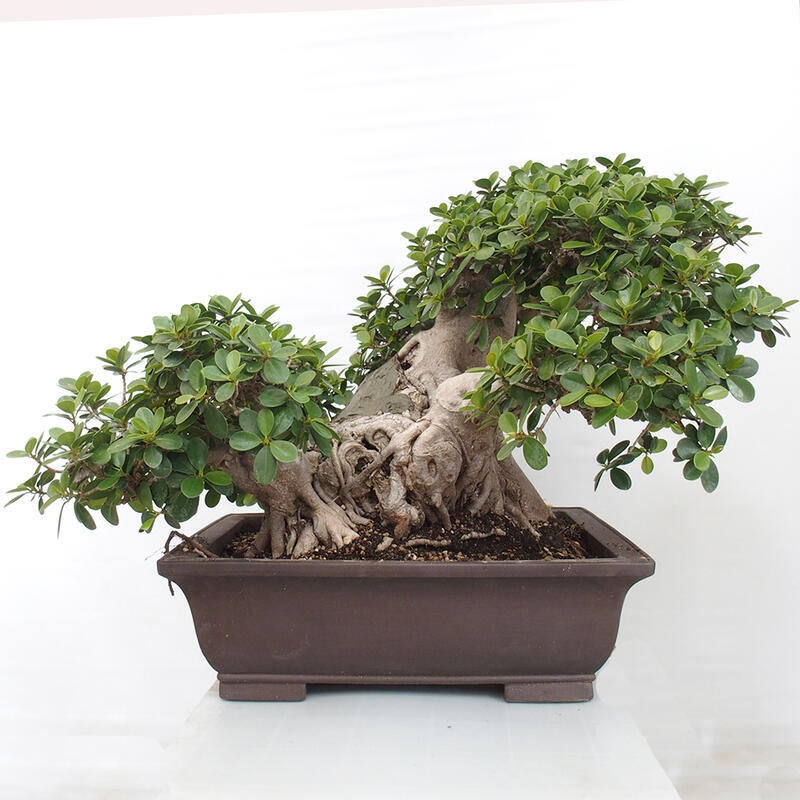 Pokojová bonsai - Ficus Panda -  malolistý fíkus