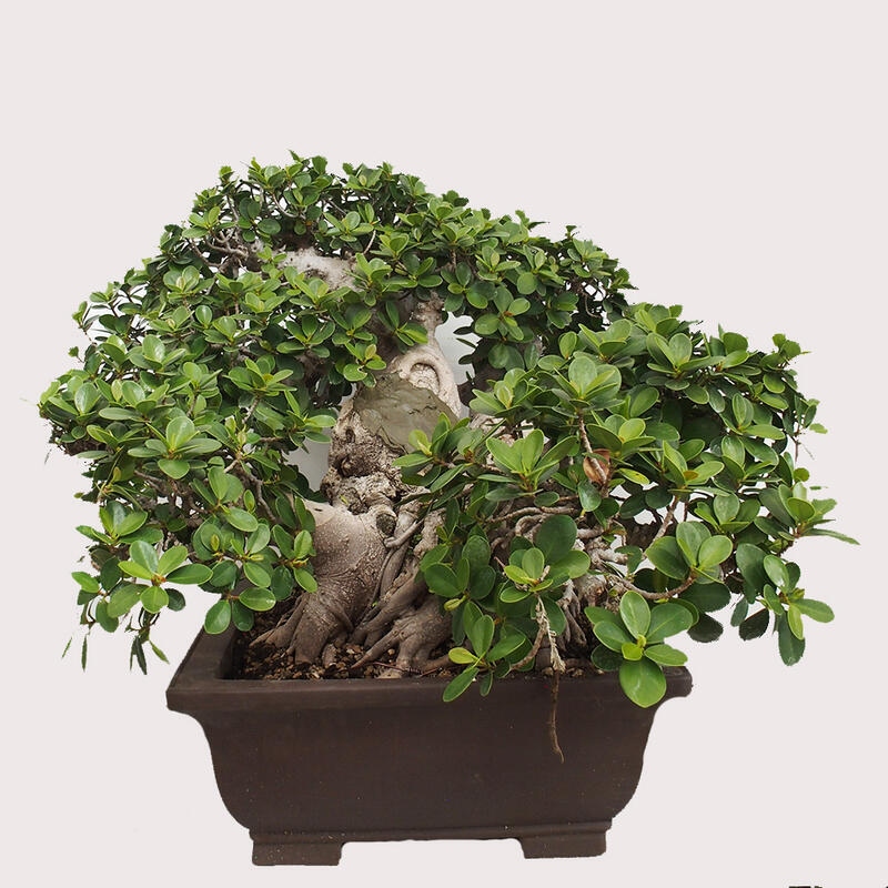 Pokojová bonsai - Ficus Panda -  malolistý fíkus