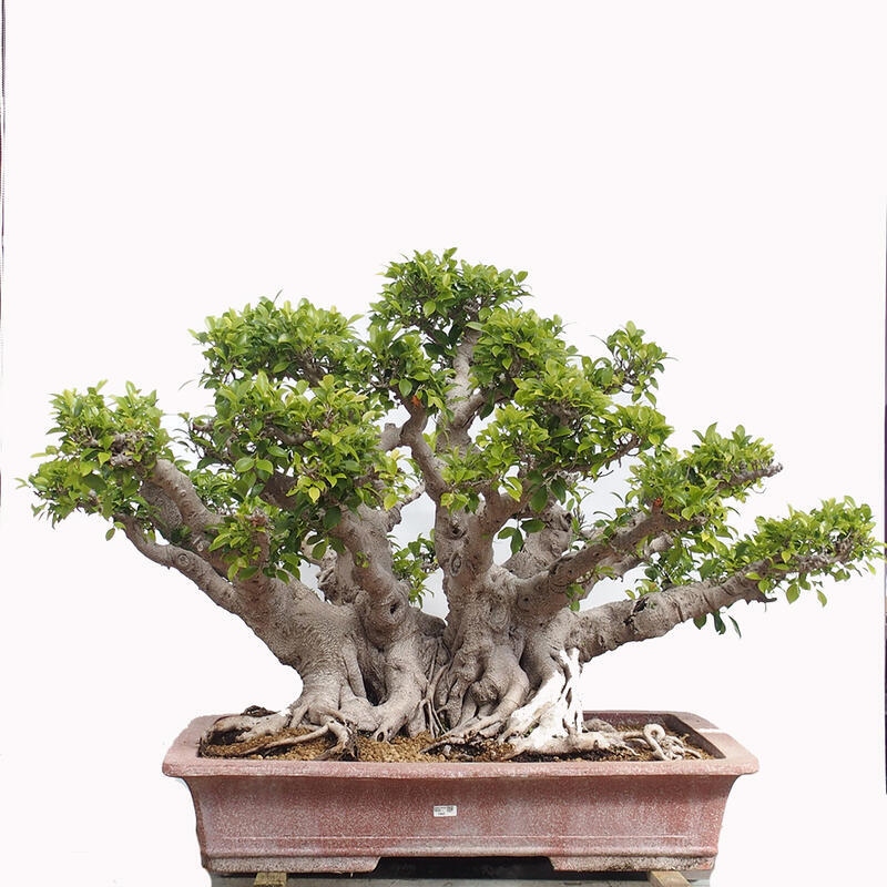 Pokojová bonsai - Ficus retusa -  malolistý fíkus