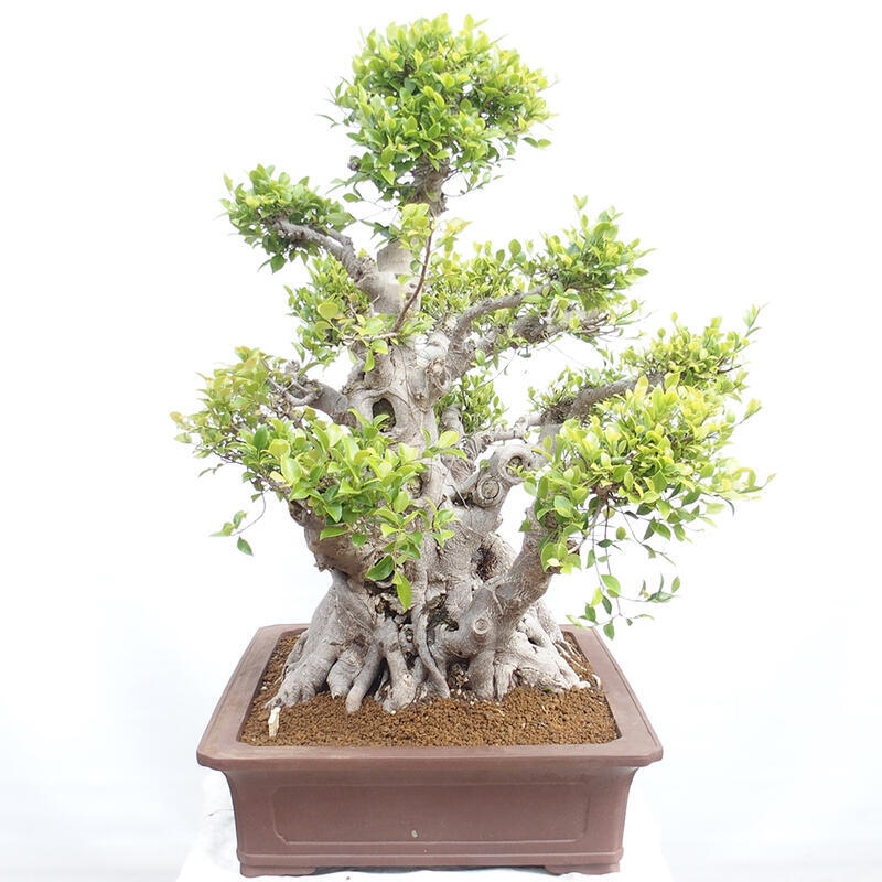 Pokojová bonsai - Ficus retusa -  malolistý fíkus