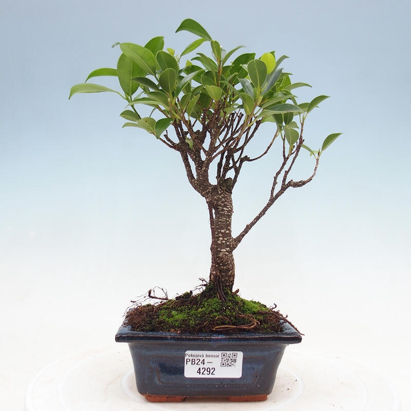 Pokojová bonsai - Ficus retusa -  malolistý fíkus