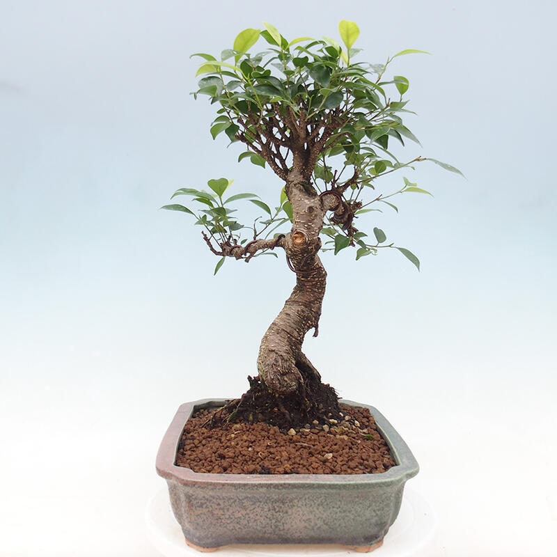 Pokojová bonsai - Ficus retusa -  malolistý fíkus