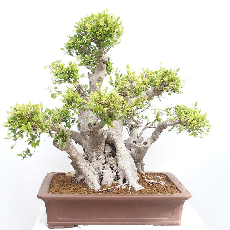 Pokojová bonsai - Ficus retusa -  malolistý fíkus