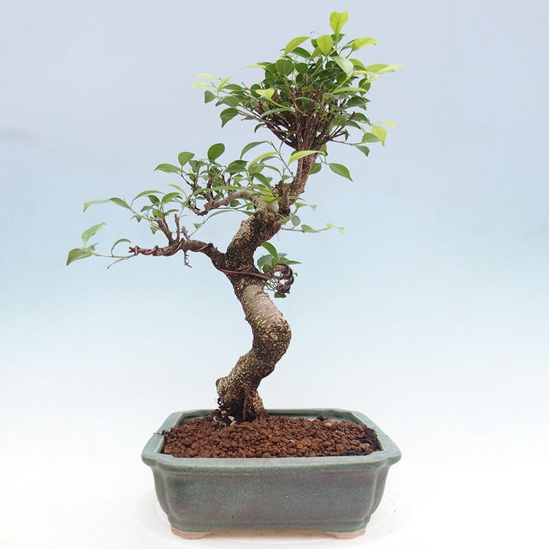 Pokojová bonsai - Ficus retusa -  malolistý fíkus