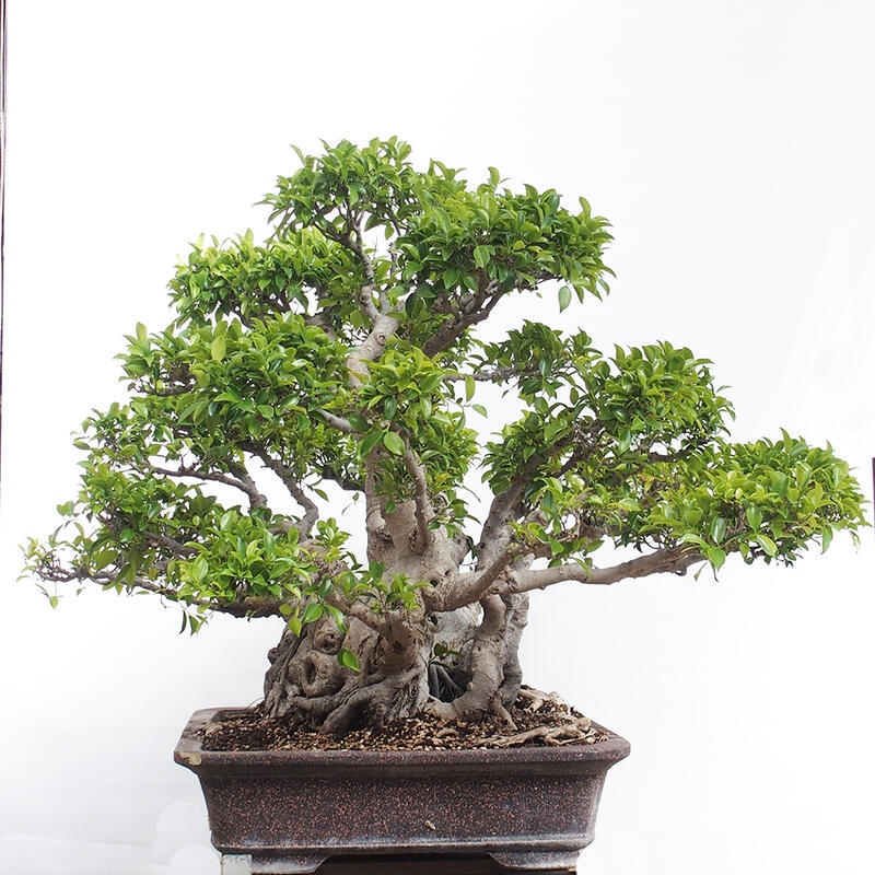 Pokojová bonsai - Ficus retusa -  malolistý fíkus