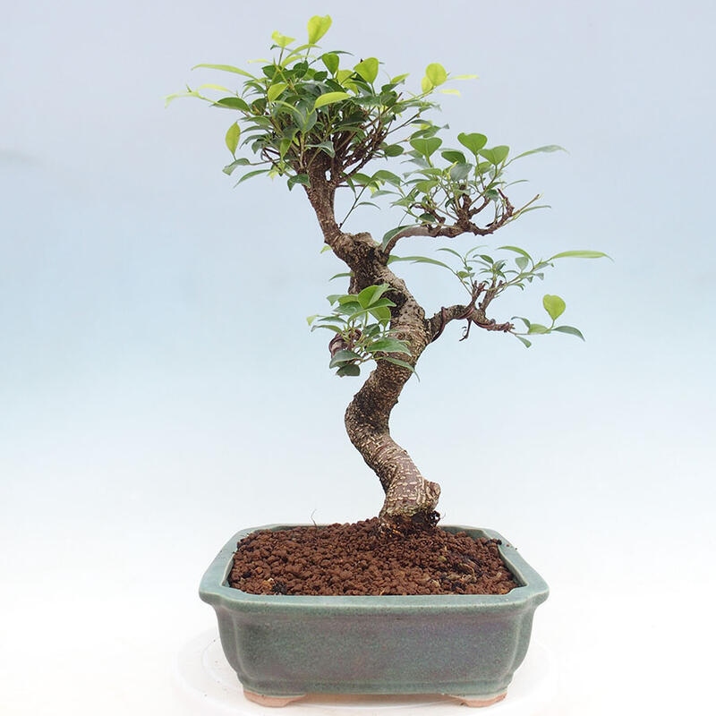 Pokojová bonsai - Ficus retusa -  malolistý fíkus