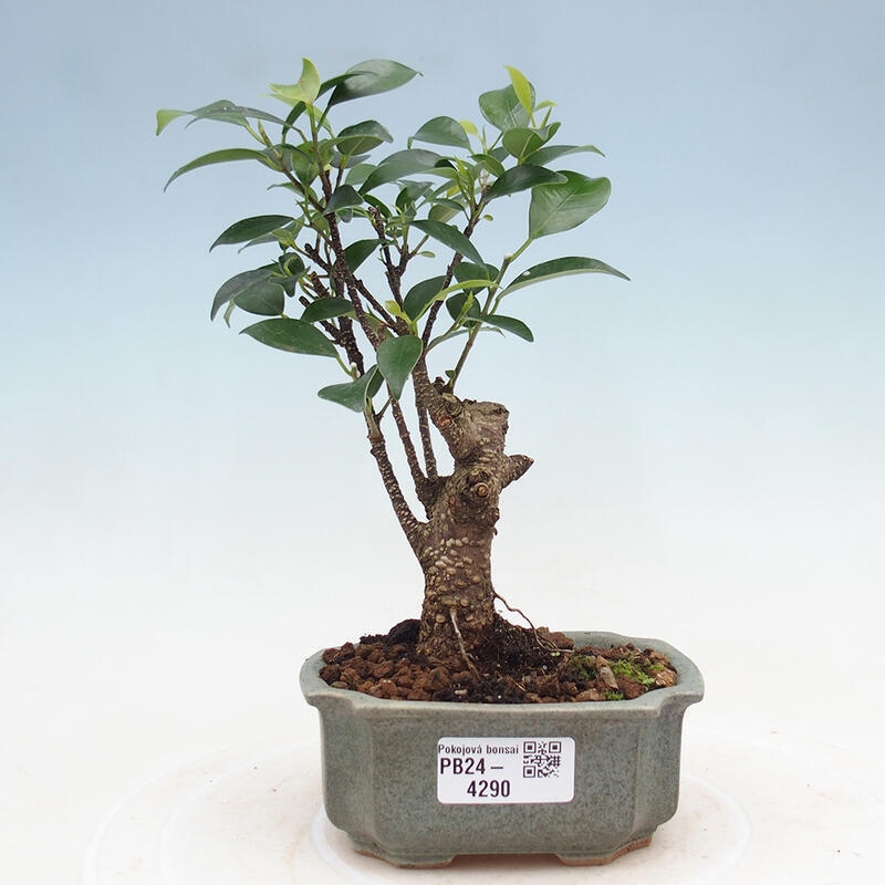 Pokojová bonsai - Ficus retusa -  malolistý fíkus