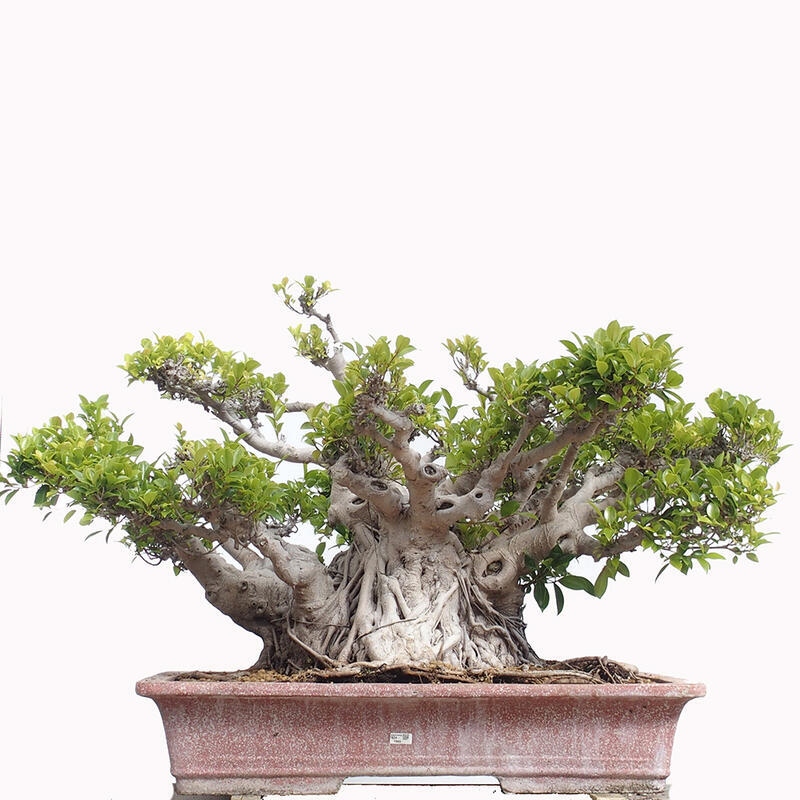 Pokojová bonsai - Ficus retusa -  malolistý fíkus