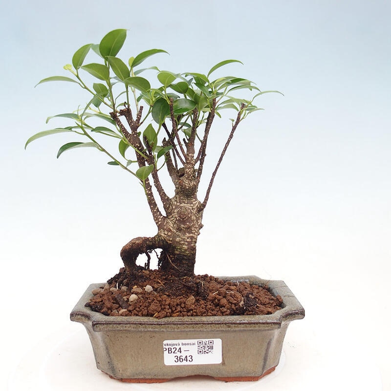 Pokojová bonsai - Ficus retusa -  malolistý fíkus