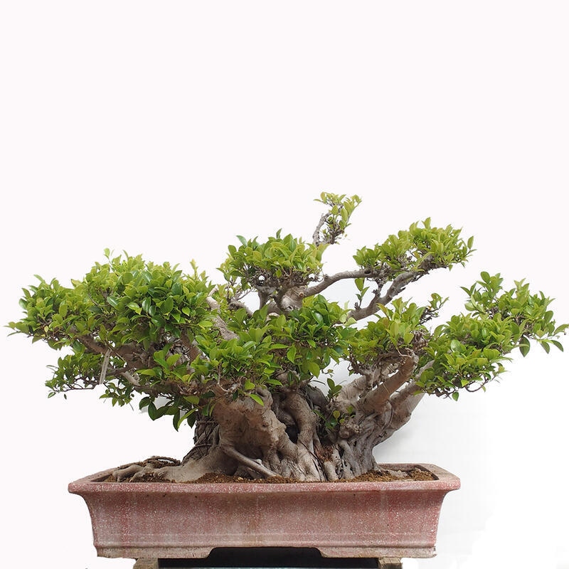 Pokojová bonsai - Ficus retusa -  malolistý fíkus