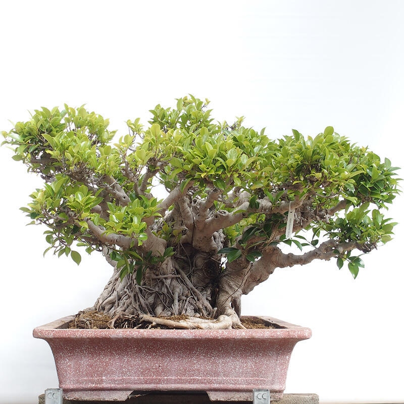 Pokojová bonsai - Ficus retusa -  malolistý fíkus