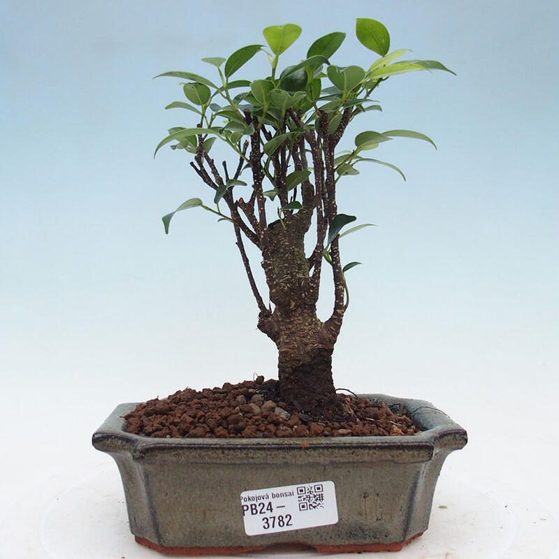 Pokojová bonsai - Ficus retusa -  malolistý fíkus