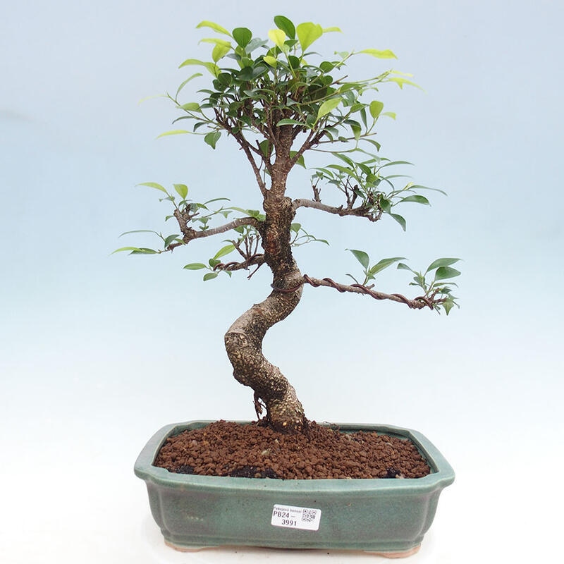 Pokojová bonsai - Ficus retusa -  malolistý fíkus