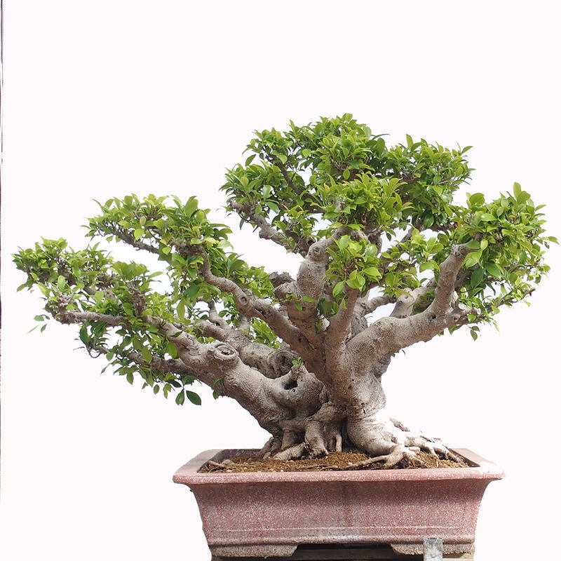 Pokojová bonsai - Ficus retusa -  malolistý fíkus