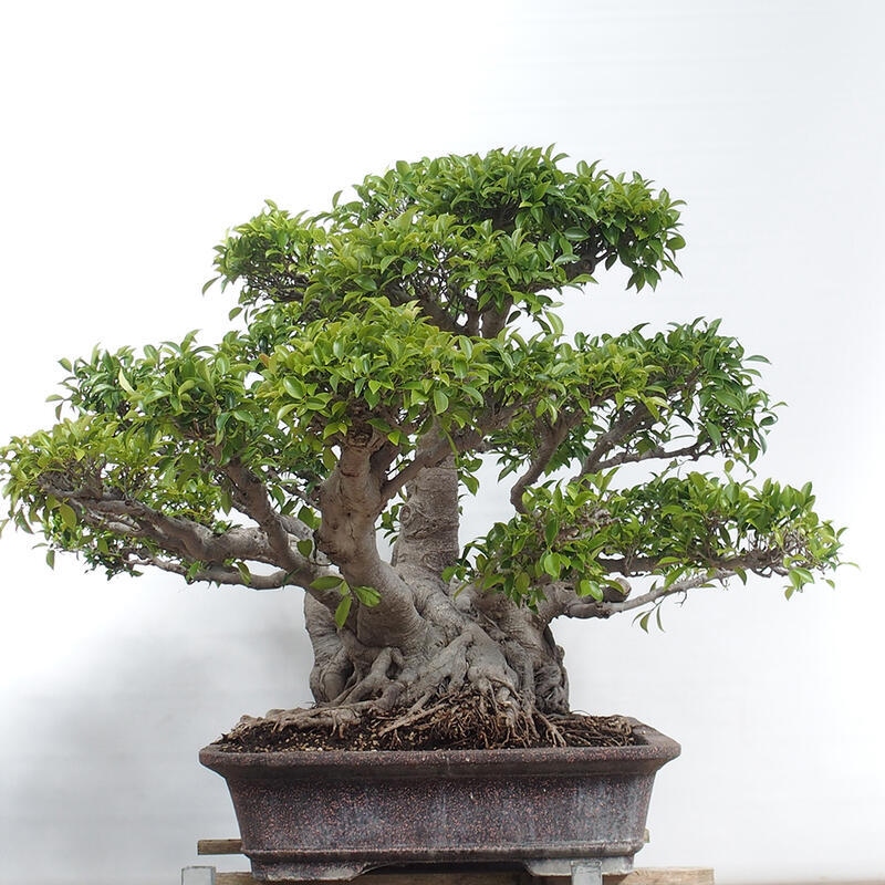 Pokojová bonsai - Ficus retusa -  malolistý fíkus