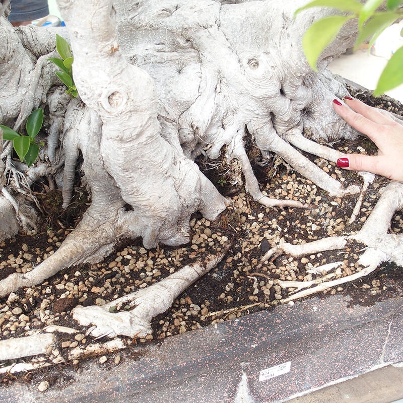 Pokojová bonsai - Ficus retusa -  malolistý fíkus