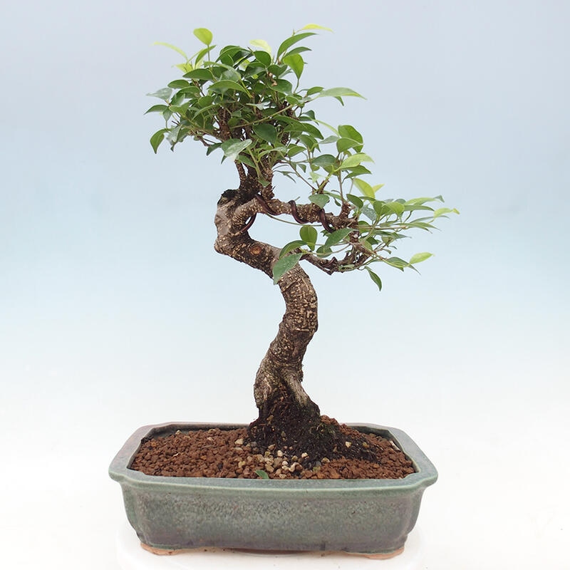 Pokojová bonsai - Ficus retusa -  malolistý fíkus