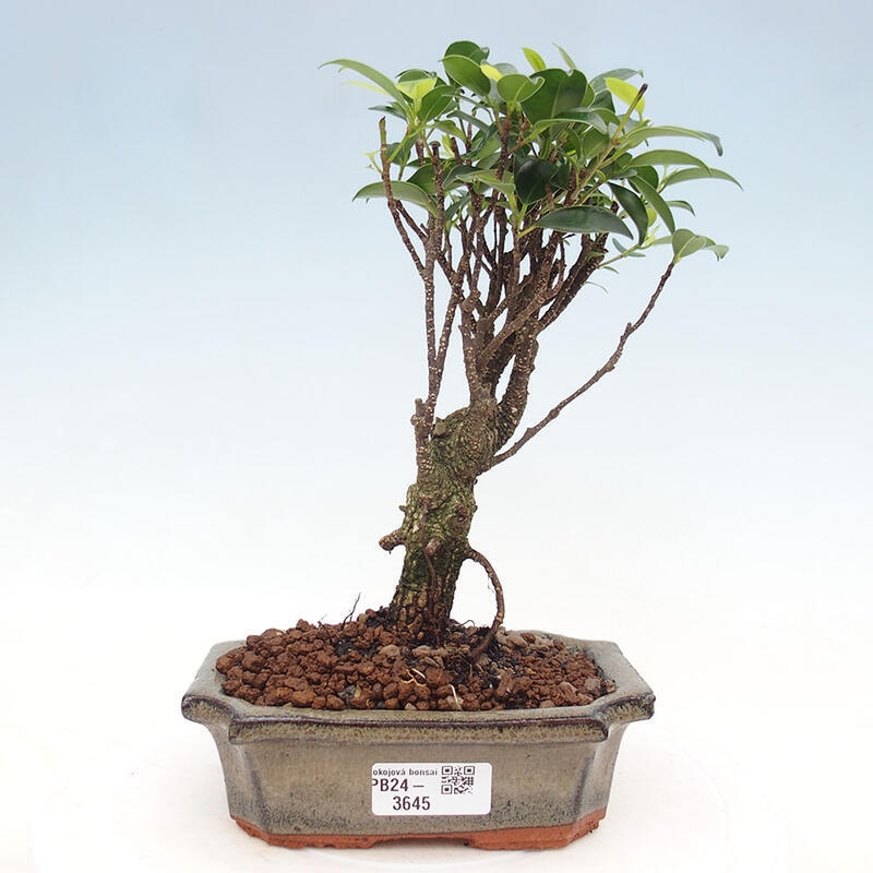 Pokojová bonsai - Ficus retusa -  malolistý fíkus