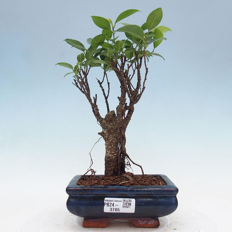 Pokojová bonsai - Ficus retusa -  malolistý fíkus