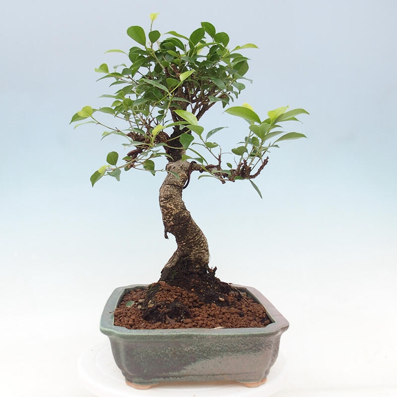 Pokojová bonsai - Ficus retusa -  malolistý fíkus