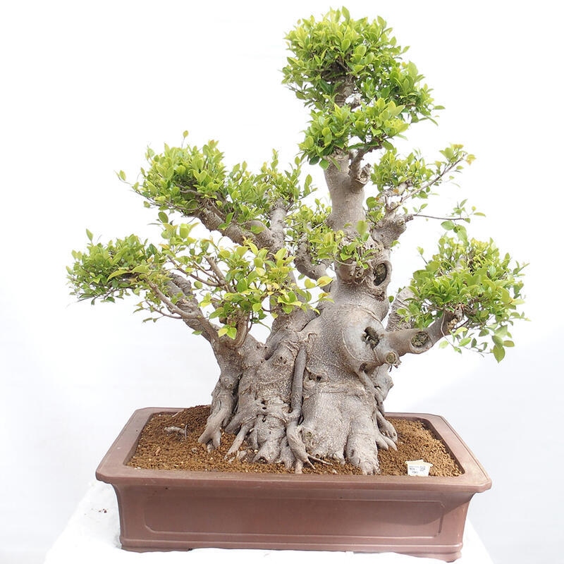 Pokojová bonsai - Ficus retusa -  malolistý fíkus