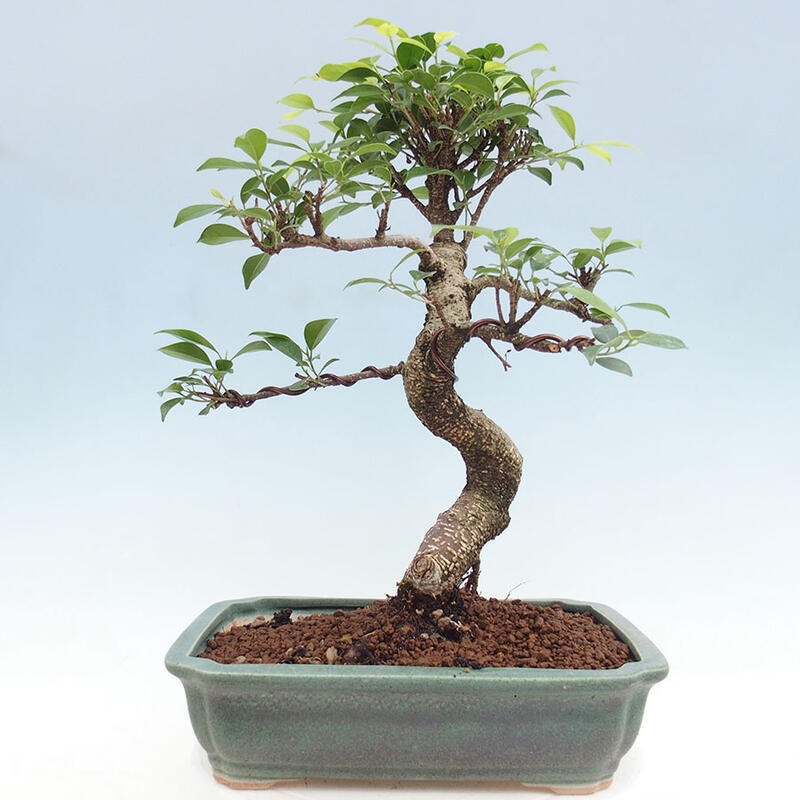 Pokojová bonsai - Ficus retusa -  malolistý fíkus