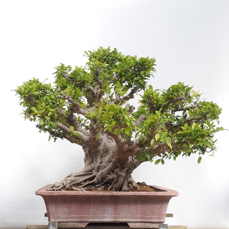 Pokojová bonsai - Ficus retusa -  malolistý fíkus