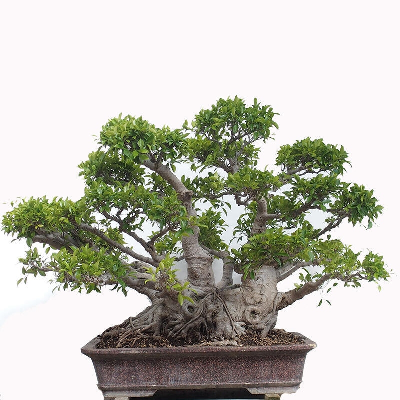 Pokojová bonsai - Ficus retusa -  malolistý fíkus