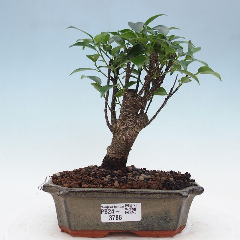 Pokojová bonsai - Ficus retusa -  malolistý fíkus