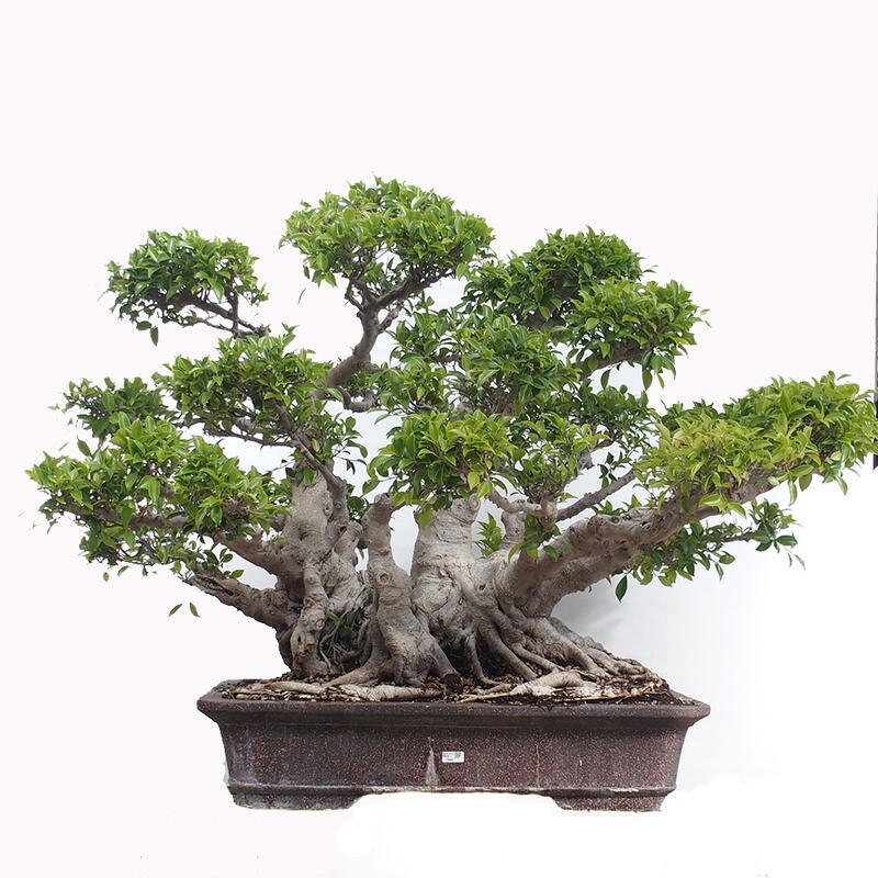 Pokojová bonsai - Ficus retusa -  malolistý fíkus