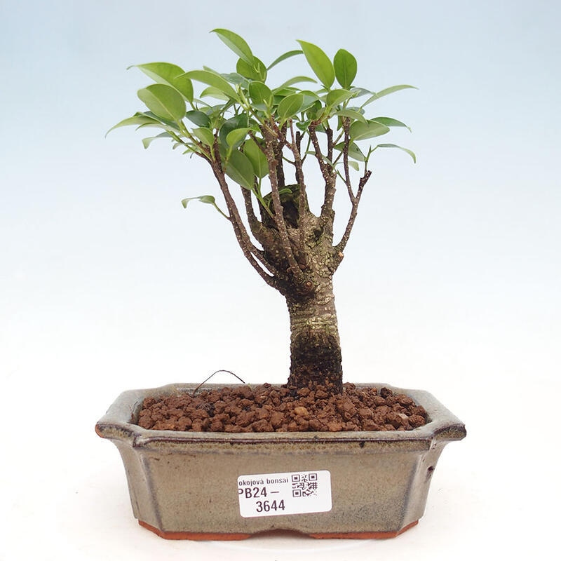 Pokojová bonsai - Ficus retusa -  malolistý fíkus