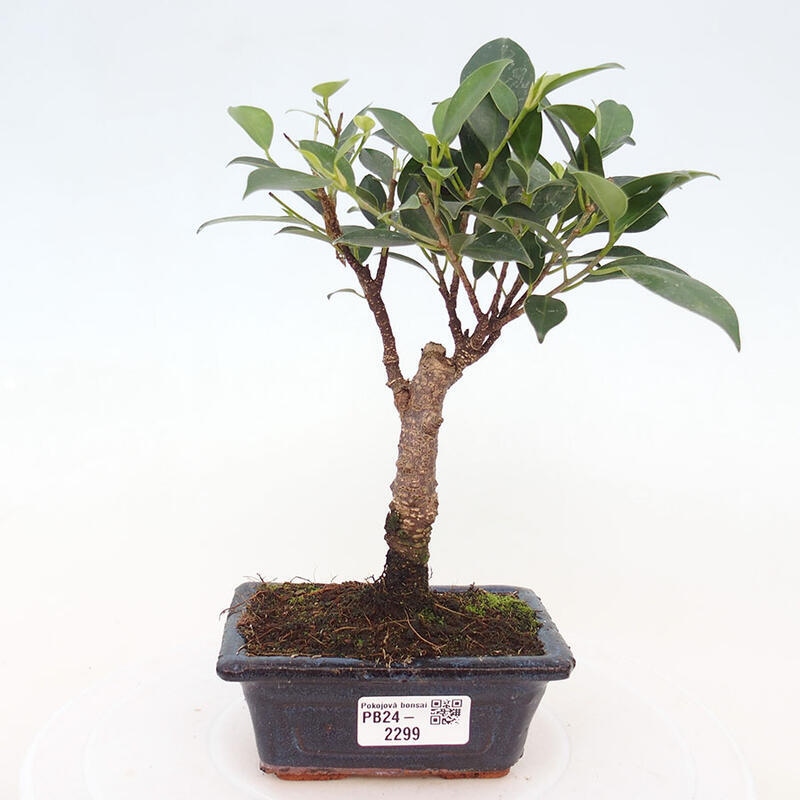 Pokojová bonsai - Ficus retusa -  malolistý fíkus