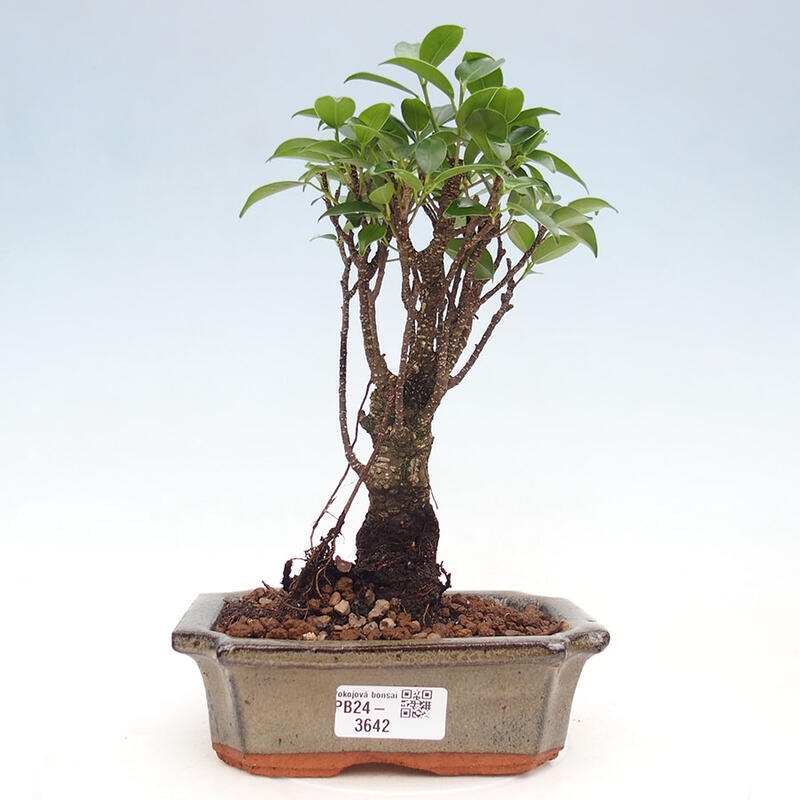 Pokojová bonsai - Ficus retusa -  malolistý fíkus