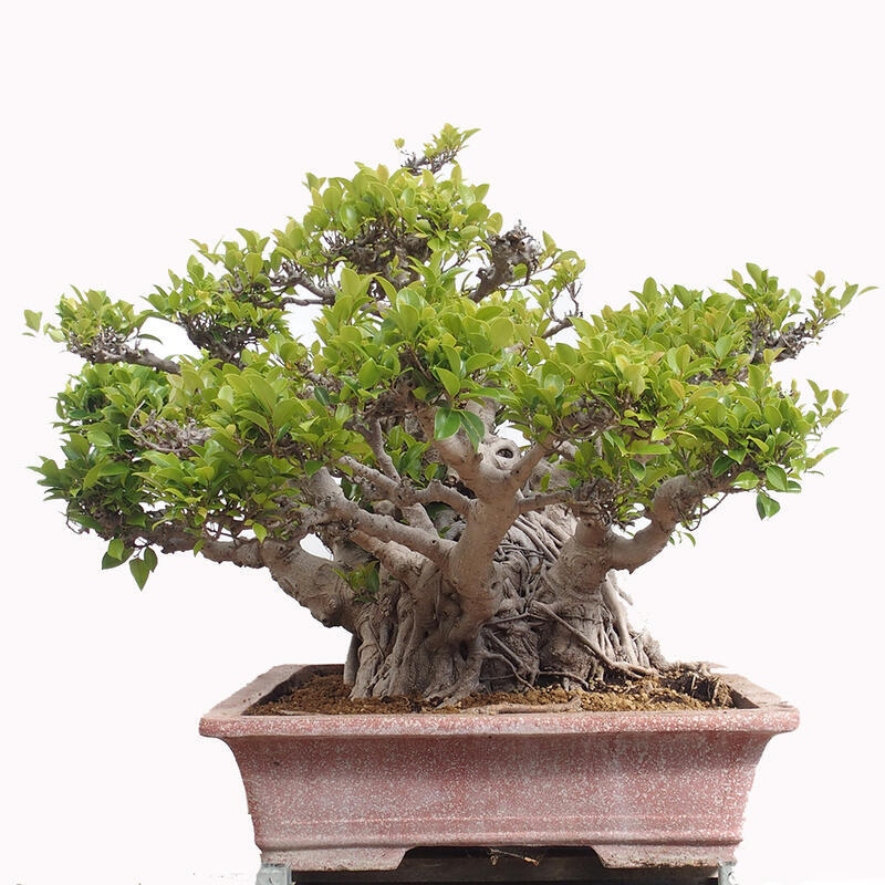 Pokojová bonsai - Ficus retusa -  malolistý fíkus